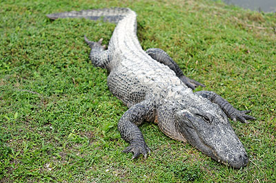 Aligator dans les Everglades