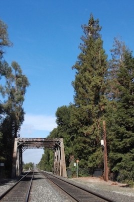 <em>El Palo Alto, le grand bton, le squoia gant emblme de l’universit qui a d’abord donn son nom  la ville</em>