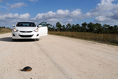 Ma voiture arrte par une tortue dans les Glades